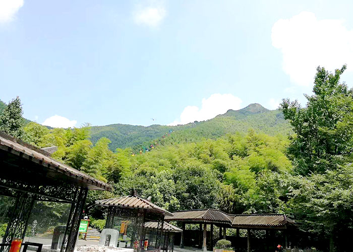 竹林風光